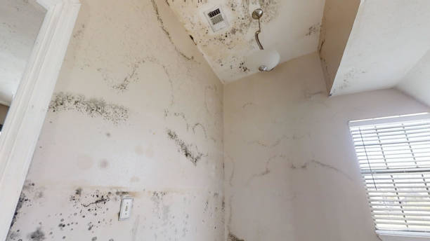 Best Comprehensive Air Testing for Mold Contaminants  in Lomita, CA