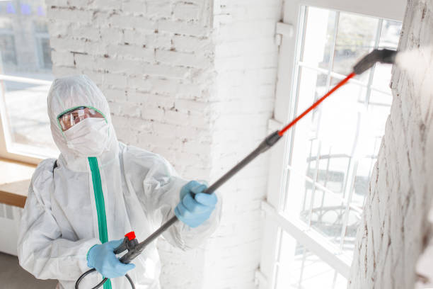 Best Environmental Consulting for Mold Prevention  in Lomita, CA