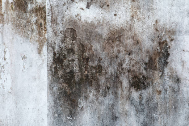 Reliable Lomita, CA Mold Removal Solutions