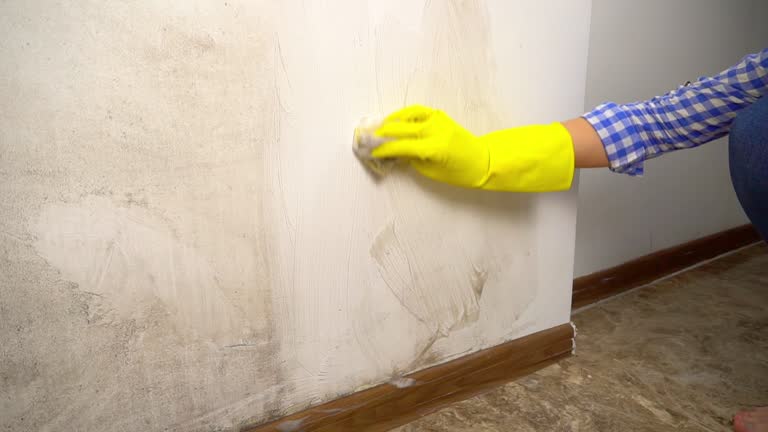 Dehumidification Services in Lomita, CA