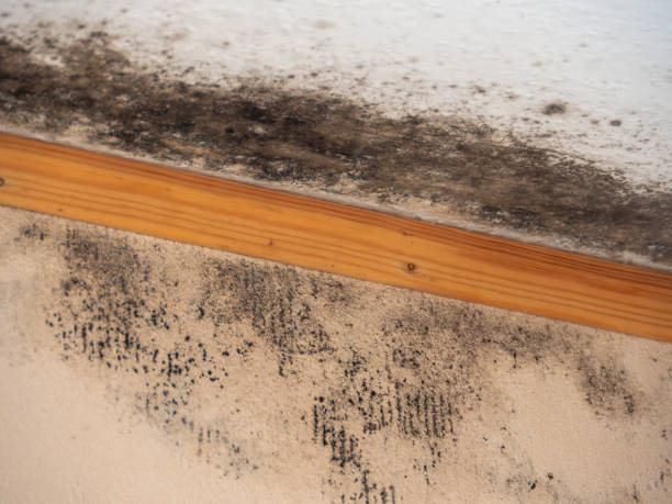 Best Attic Mold Removal  in Lomita, CA
