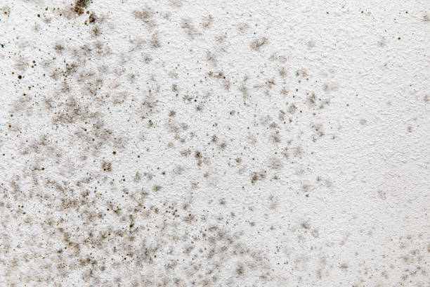 Best Basement Mold Removal  in Lomita, CA