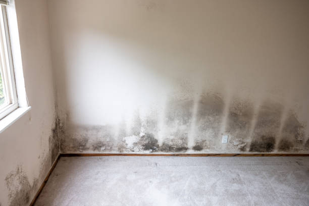 Best Water Damage & Mold Remediation  in Lomita, CA